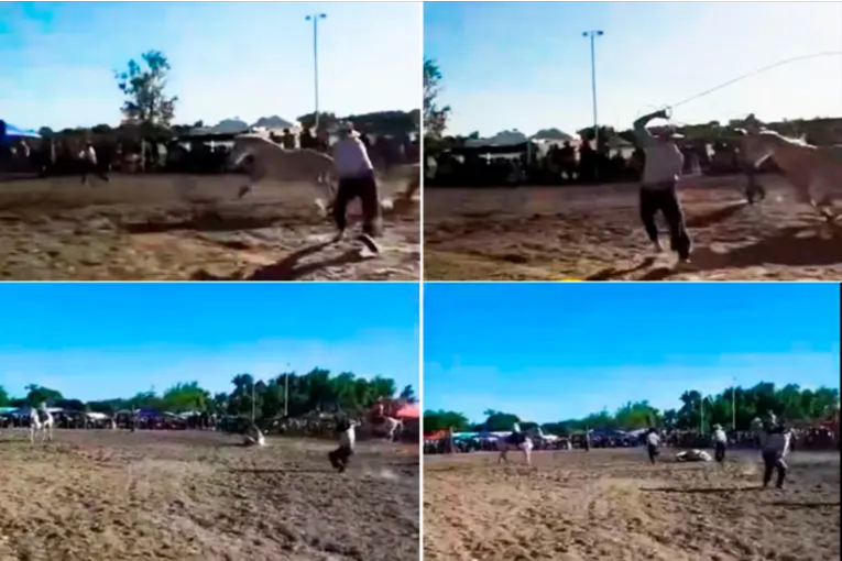 Victoria: murió un caballo durante un festival de destrezas criollas