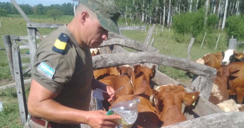 Detectaron irregularidades en el traslado de 50 vacas en un control en Mocoretá
